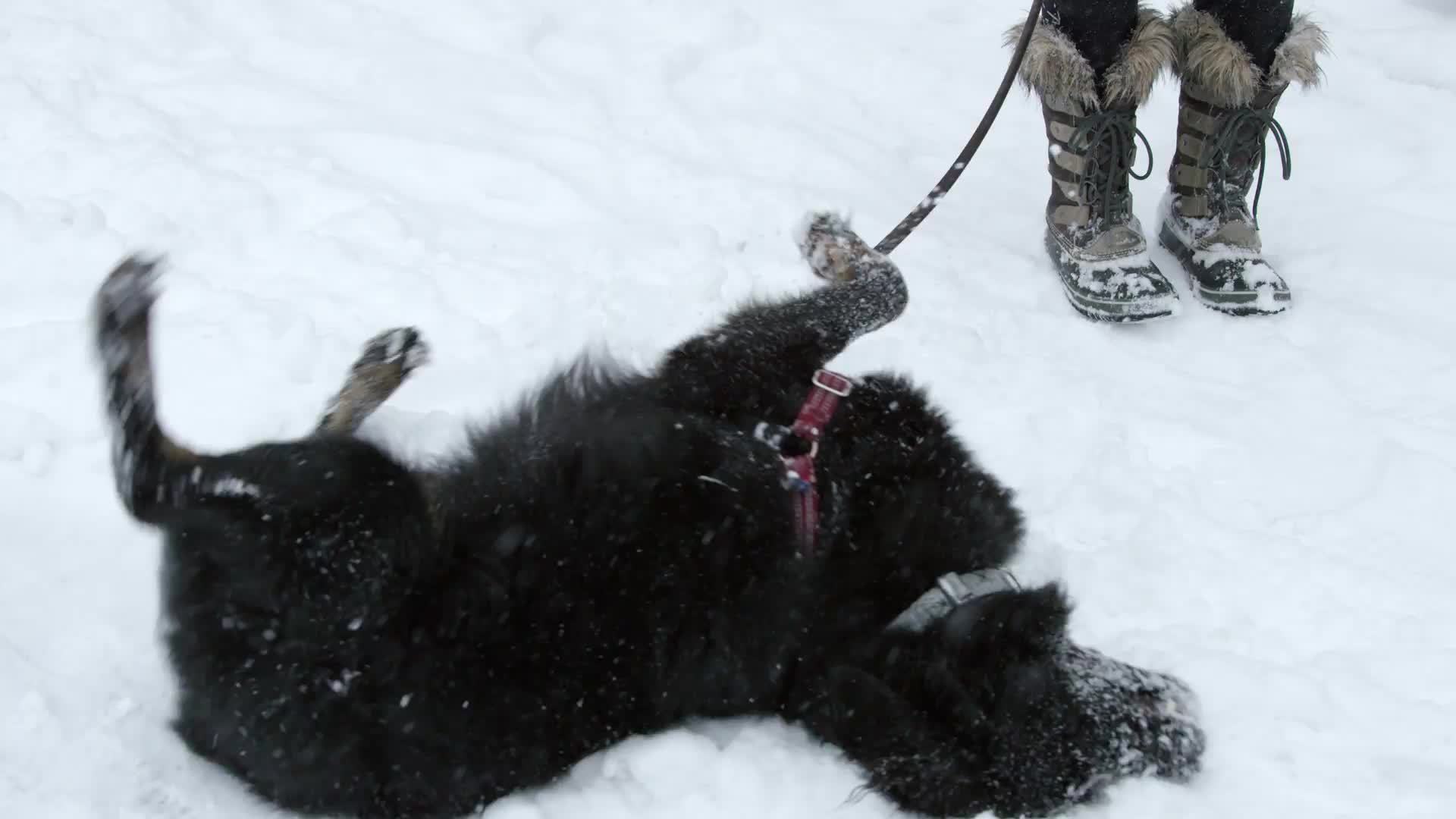 black dog rolling around in snow in slow motion in Washington Square Park during snow storm blizzard snowing in winter