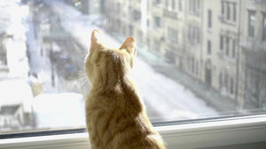 cat looking out window on snowy winter day in NYC