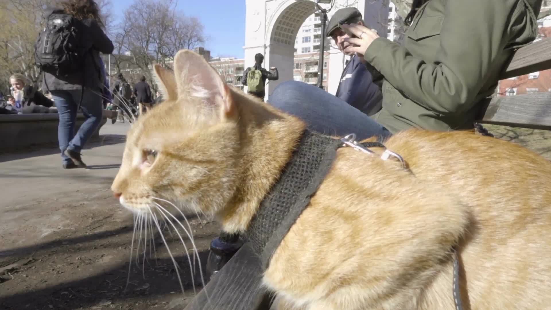 orange tabby cat sitting on park bench in Washington Square in fall winter with arch