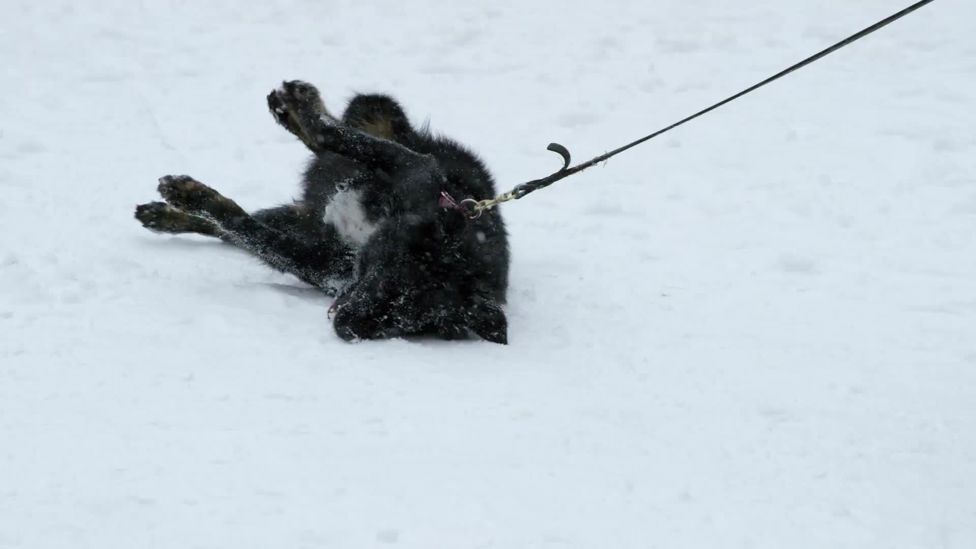 black dog rolling around in snow in winter blizzard - snowing slow motion 4K