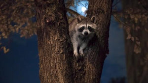 raccoon in tree off Central Park West at night with full moon in NYC