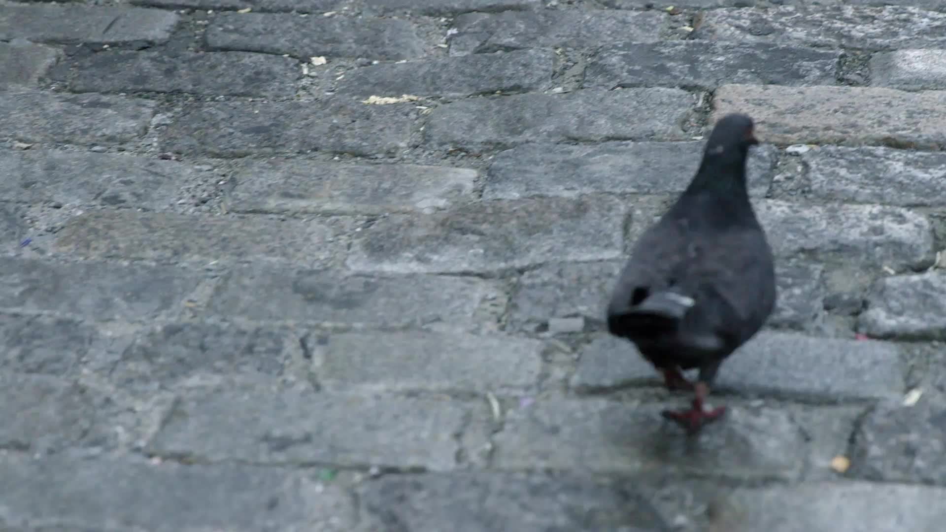 pigeon walking on cobblestone street, bird in 4K slow motion