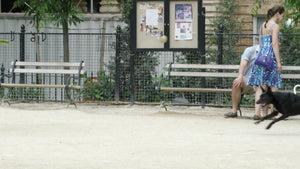 black dog running and catching ball - fetching at dog run on summer day in Washington Square Park in NYC