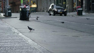 pigeon on quiet lonely street in SoHo with more pigeons in background by trash can in early morning