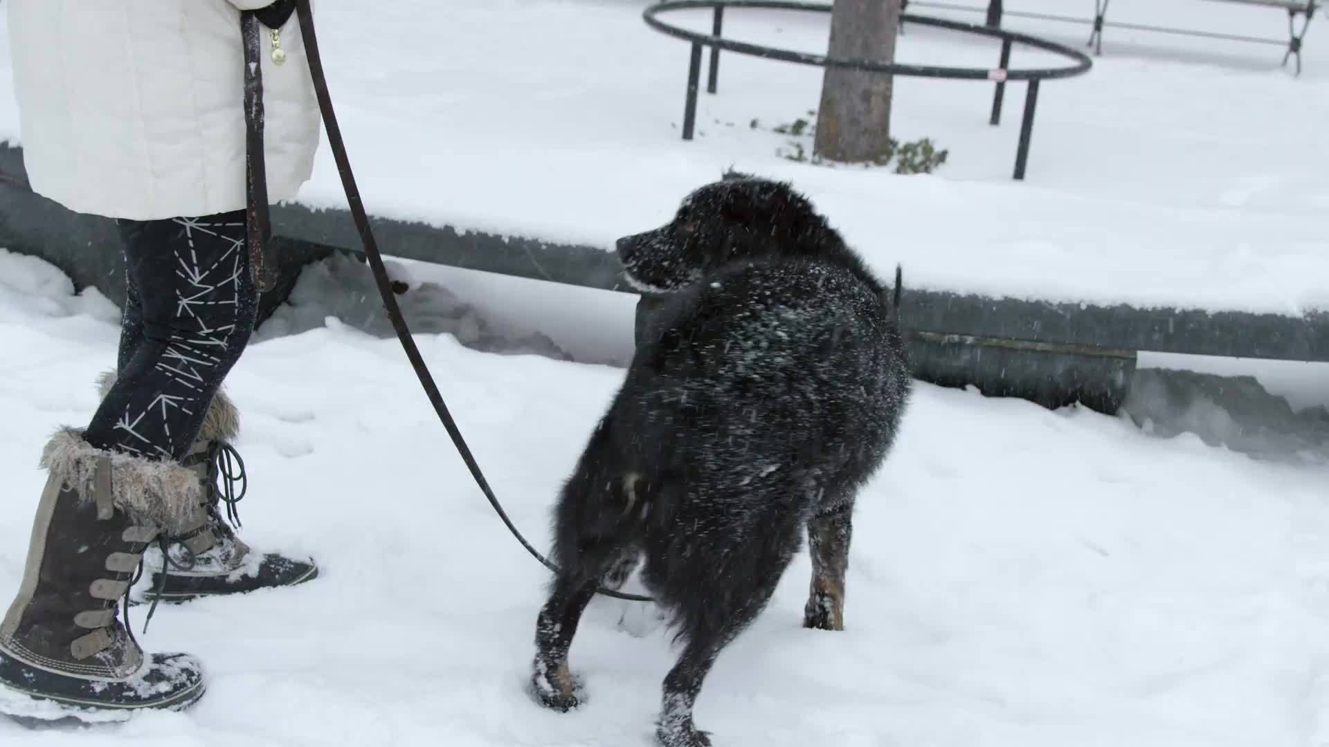 black collie dog on leash jumping in snow with owner in winter blizzard - snowing in park