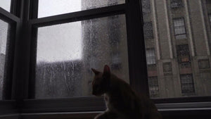 silhouette of cat walking on window sill on rainy day in NYC