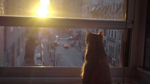 cat watching sunset from interior Manhattan apartment window sill in NYC