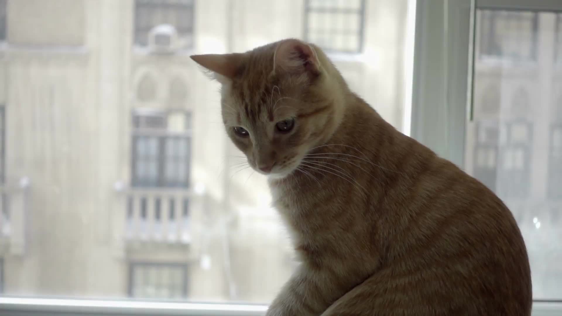 orange tabby cat on window sill with view of Manhattan buildings in background in NYC