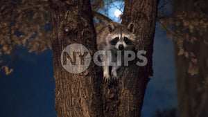 raccoon in tree off Central Park West at night with full moon in NYC
