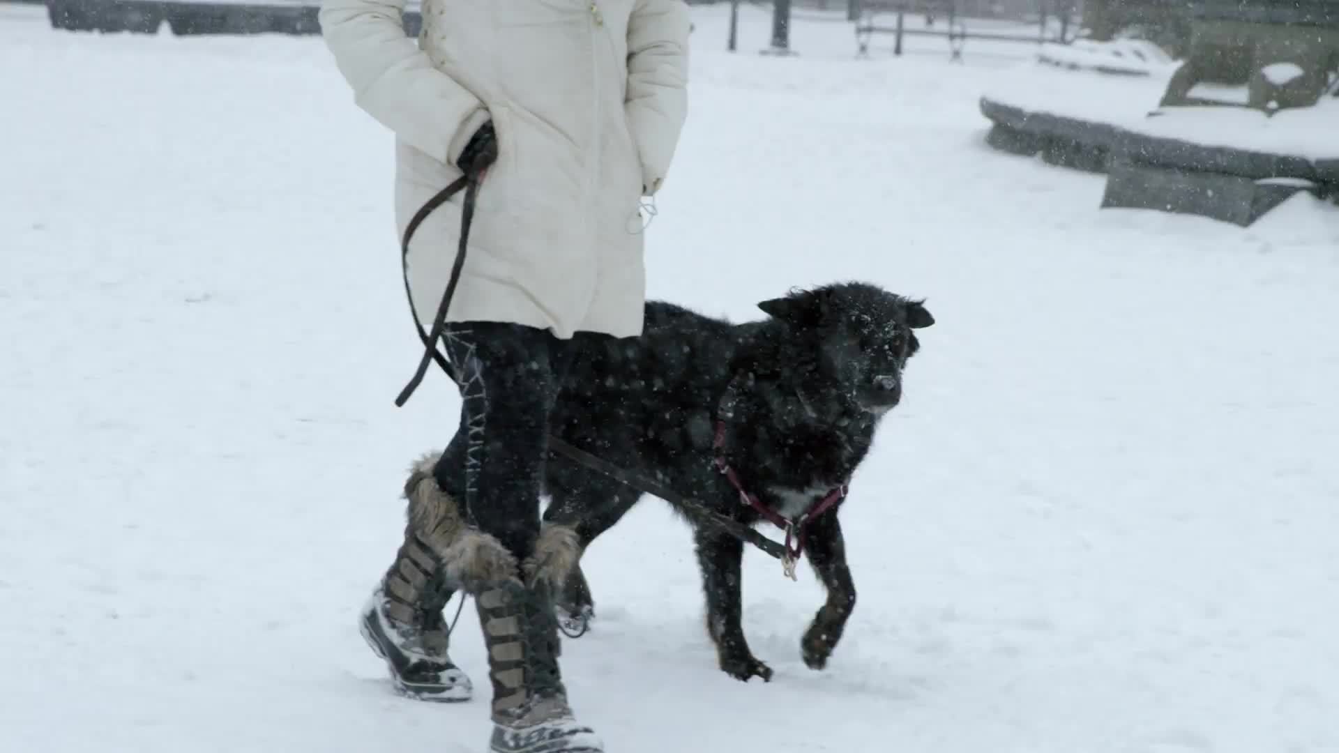 woman walking black dog in winter blizzard snowstorm - snowing in Washington Square Park - dog rolls around in snow on ground