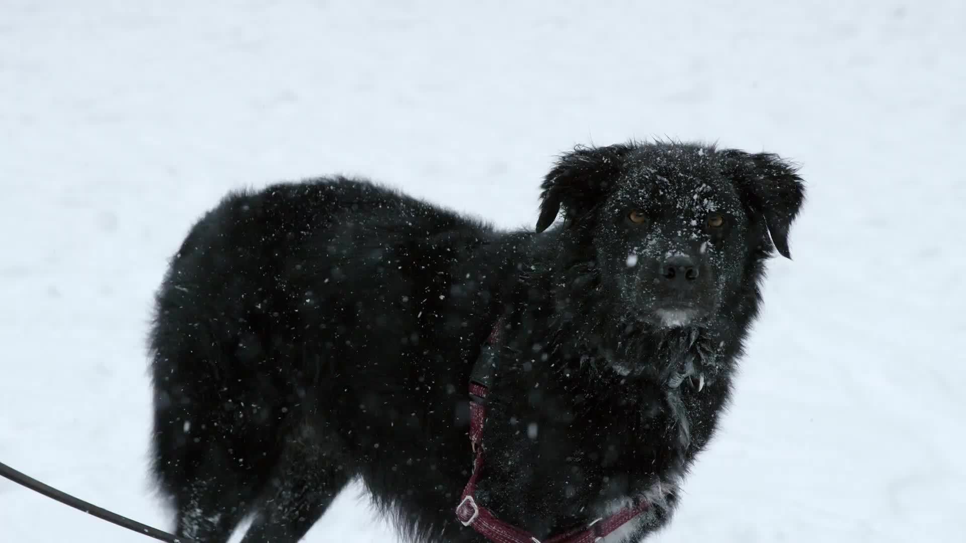 black border collie shaking off in winter snow storm blizzard - snowing on dog in NYC