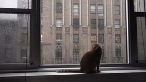 cat sitting on windowsill on rainy day interior Manhattan apartment - silhouette of kitten with raindrops on window