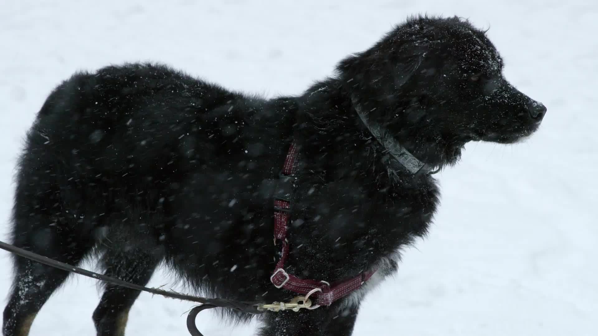 black dog in snow storm - winter blizzard - on leash snowing in 4K slow motion
