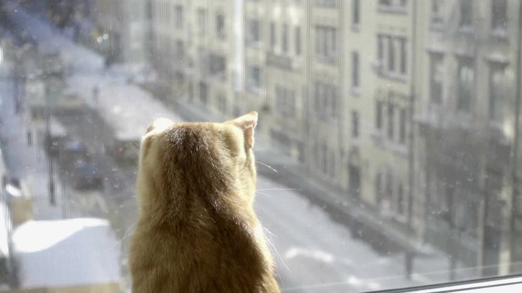 zooming out from cat interior window sill looking out on snow in street winter NYC