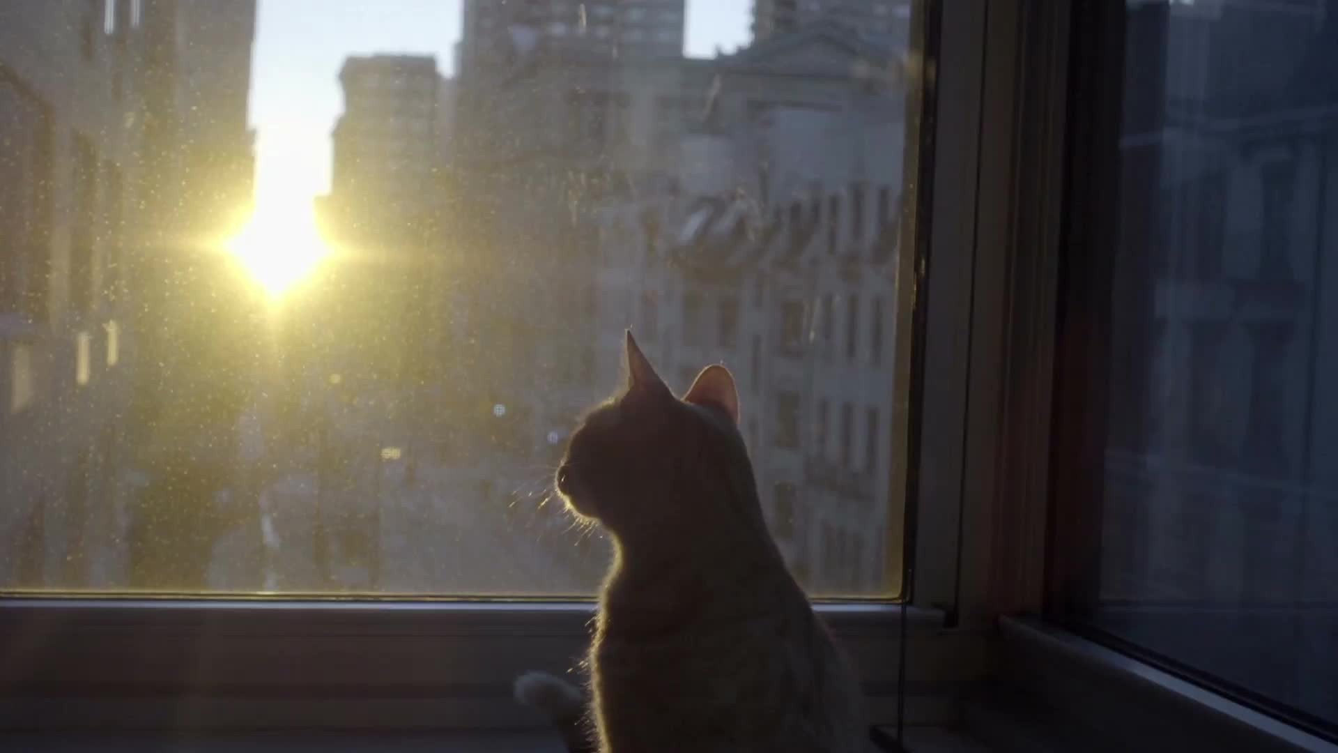 cat silhouette on windowsill during sunrise interior Manhattan apartment