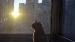 cat silhouette on windowsill during sunrise interior Manhattan apartment