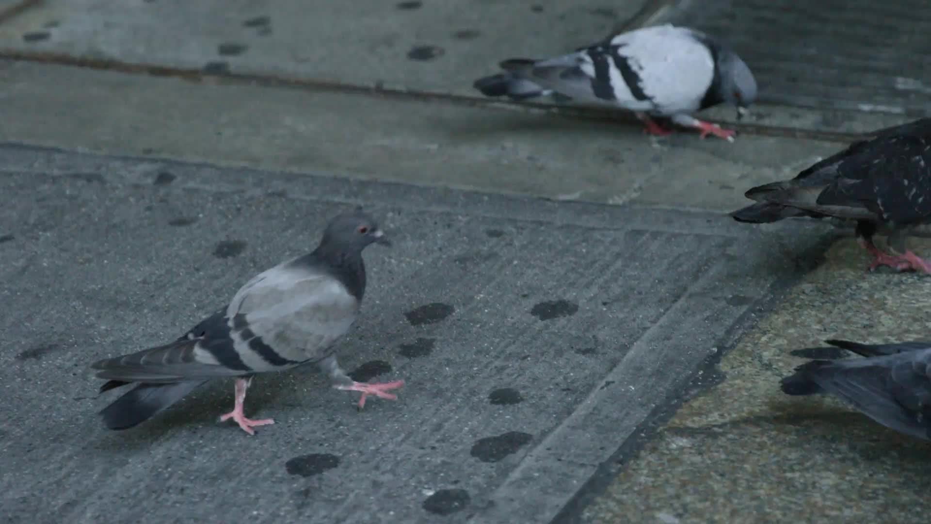 pigeons flapping wings on street grating - dirty birds on ground in city - slow motion