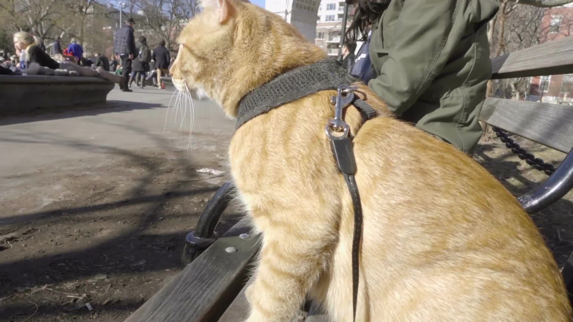 cat on harness and leash on Washington Square Park bench with arch in background in NYC