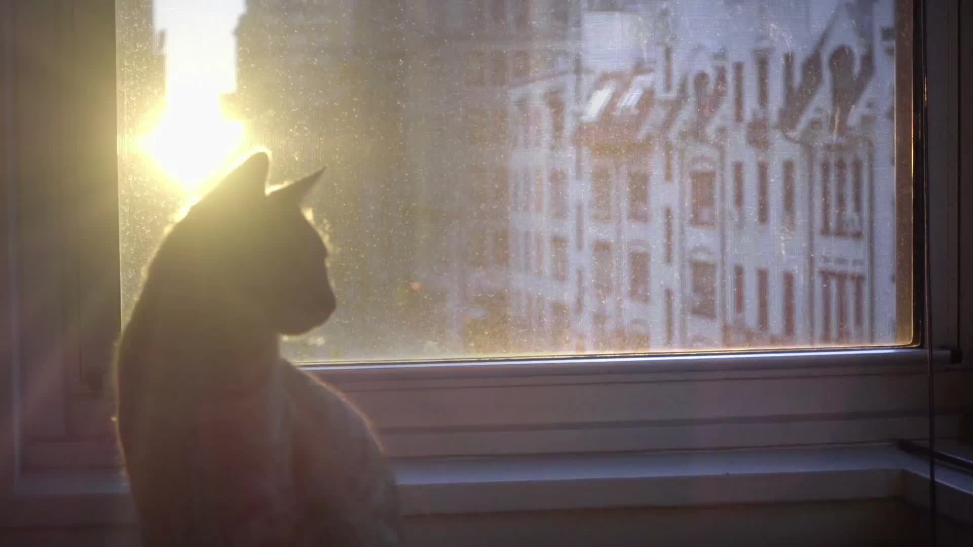 cat walking on windowsill - looking out window - sunset in NYC