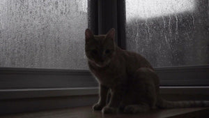 cat grooming self on rainy window sill on gloomy day in NYC