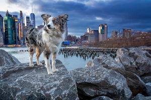 Dog and Dowels in East River