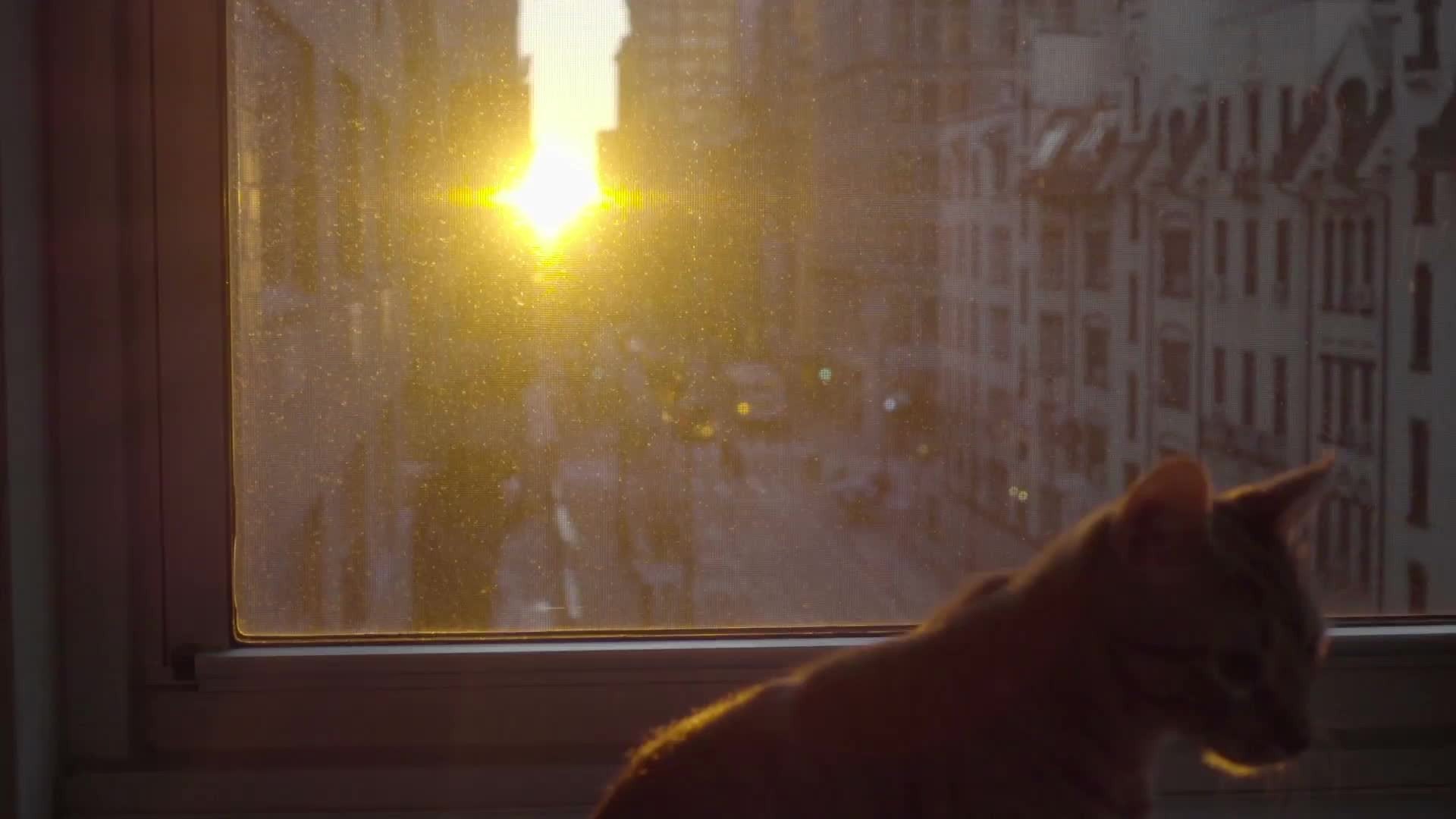 cat on window sill enjoying sunset inside Manhattan apartment in NYC