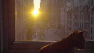 cat on window sill enjoying sunset inside Manhattan apartment in NYC