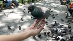 pigeon feeding from hand and birds flocking by Washington Square Park benches in New York City NYC