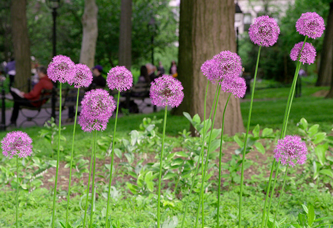Flowers